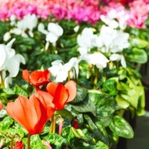 planting cyclamen