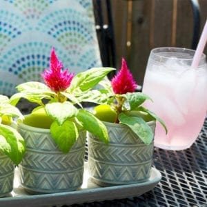 planting with celosia