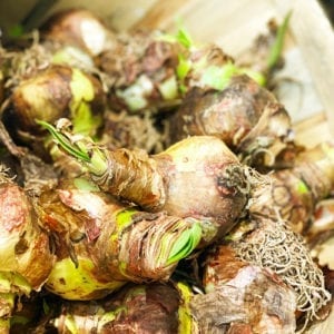 fall bulbs