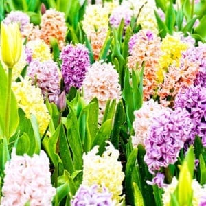 fall bulbs for spring blooms