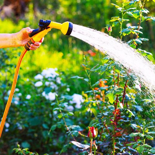 watering