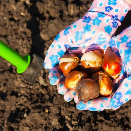 bulbs