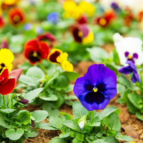 pansies