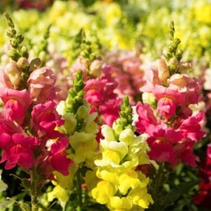 snap dragons