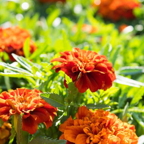 marigold