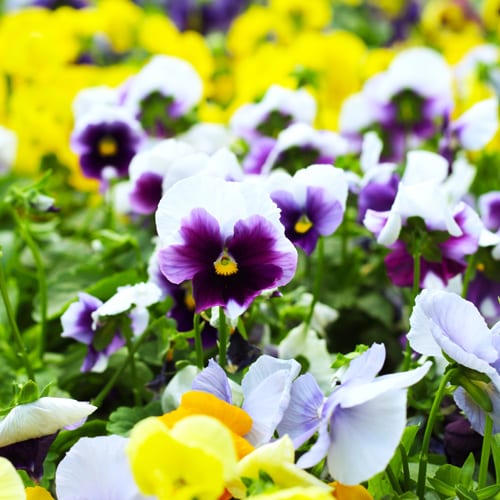 pansy flowers