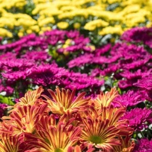 floral mums