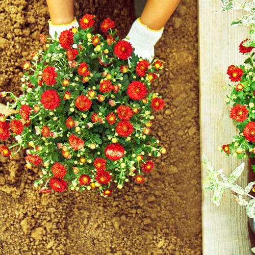 planting mums