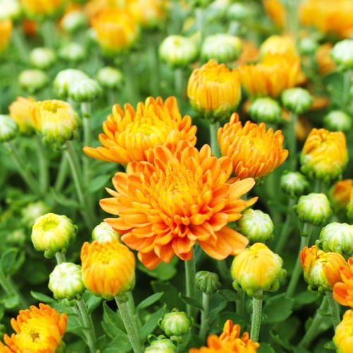 orange mums
