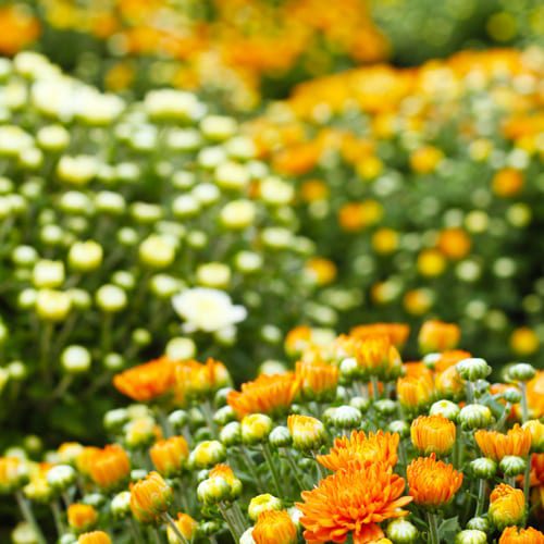 garden mum