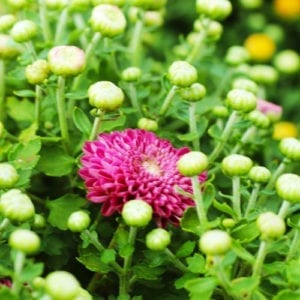 purple mums