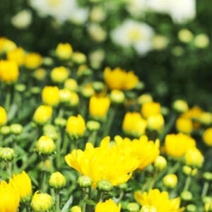 yellow mums
