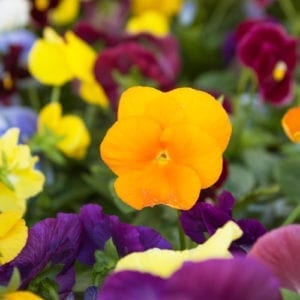pansies