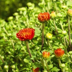bronze mums