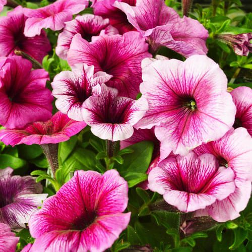 petunias
