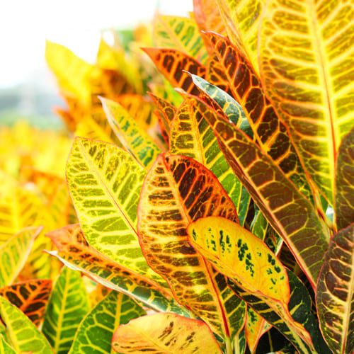 crotons