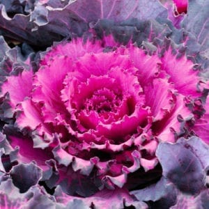 cabbage
