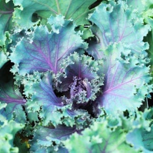 cabbage