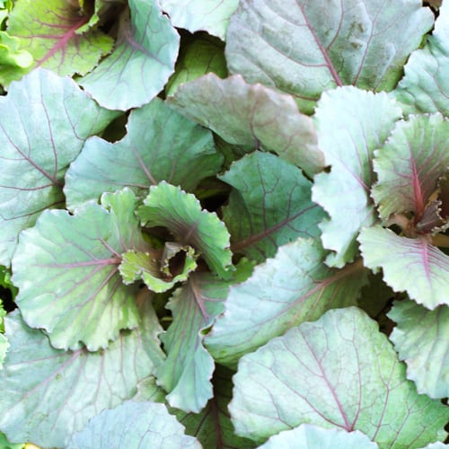 cabbage