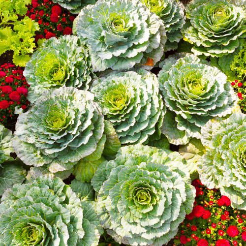 ornamental cabbage and kale