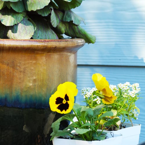 pansies