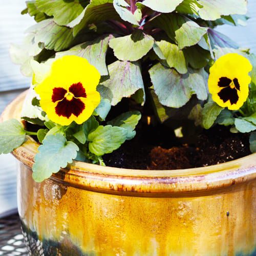 matrix pansies