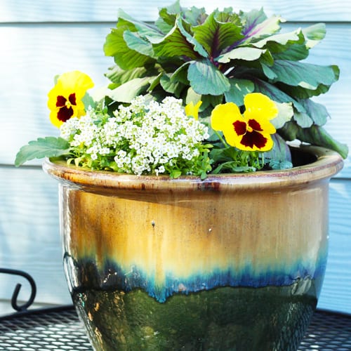 plants for fall