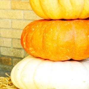autumn harvest