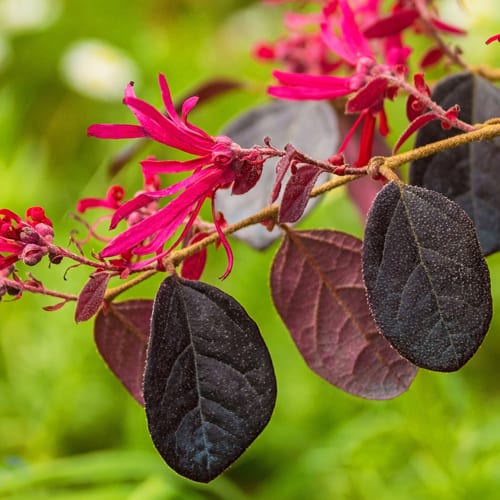 Loropetalum