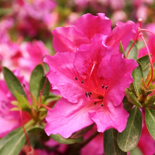Azalea
