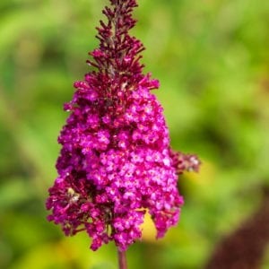Butterfly Bush
