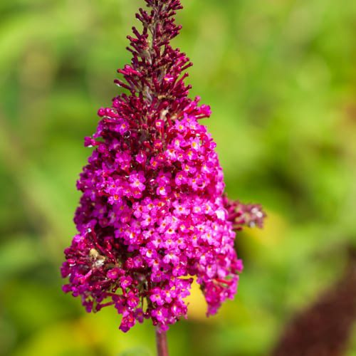 Butterfly Bush