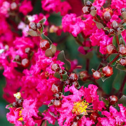 Crapemyrtle