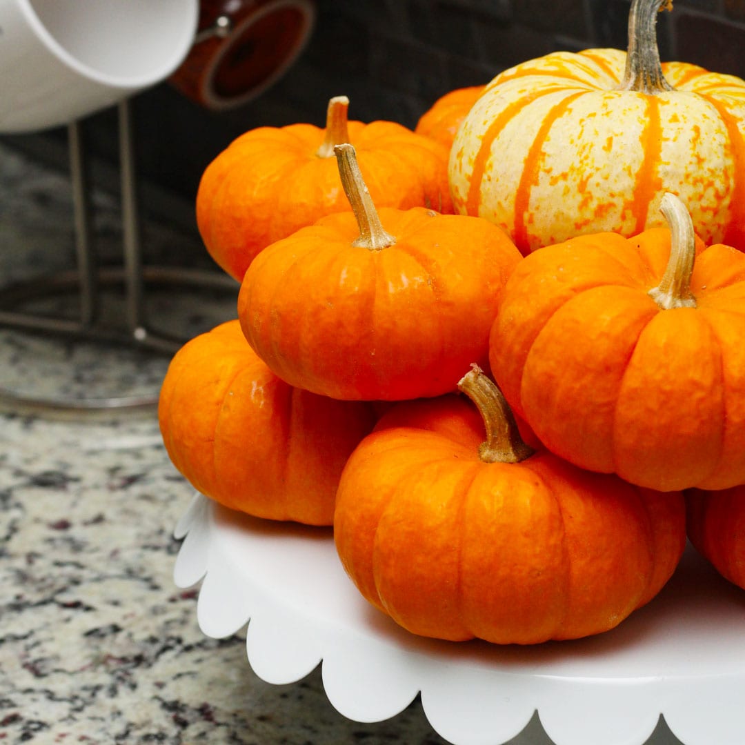 mini pumpkin ideas