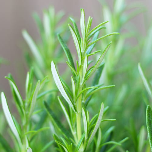 Rosemary