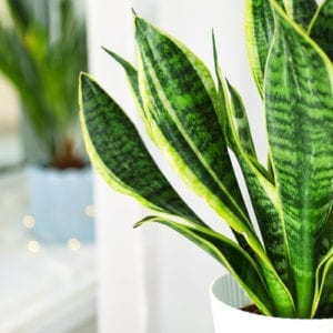 sansevieria