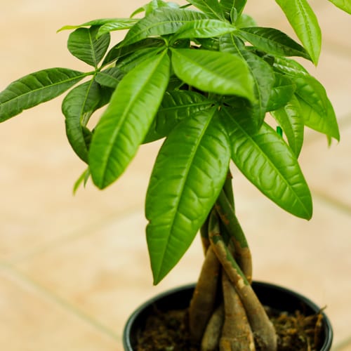 money tree