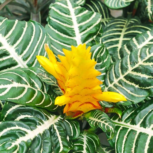 zebra plant