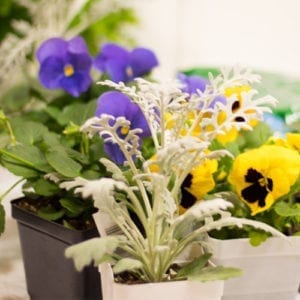 pansies