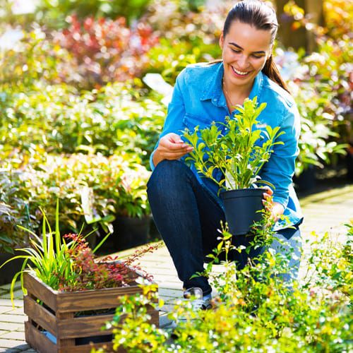 you pick your plants