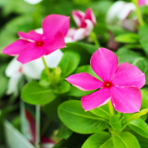 cora vinca