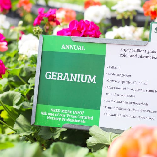 geranium planting