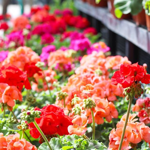 geranium selection