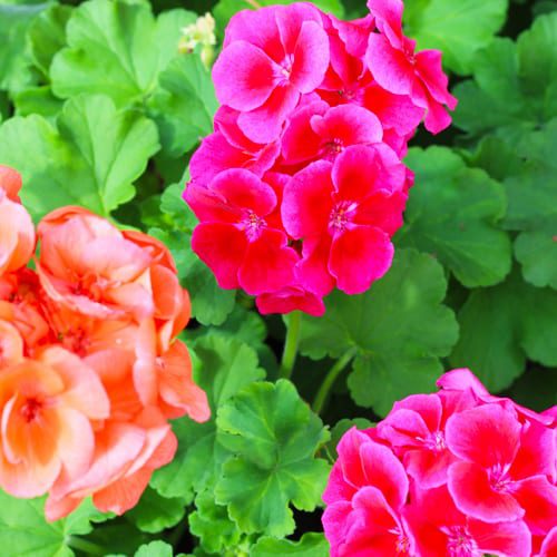 geranium plants