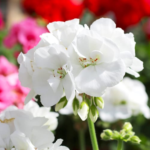 white geranium