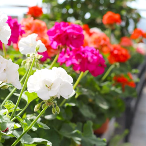 geranium garden