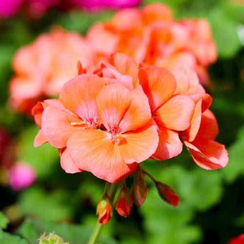 coral geranium