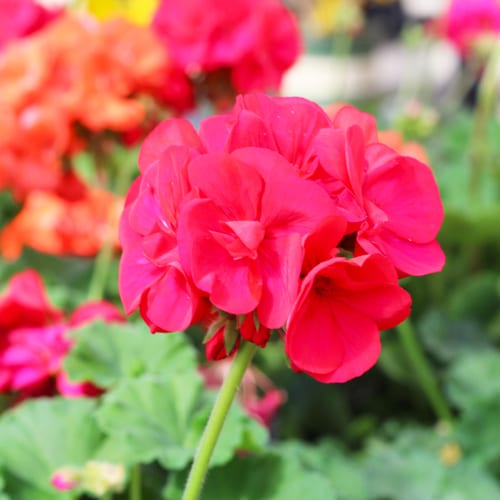 red geranium