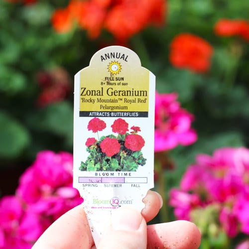 geranium plant tag