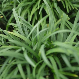 groundcovers
